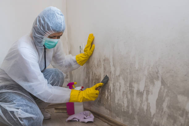 Best Basement Mold Removal  in North Eagle Butte, SD