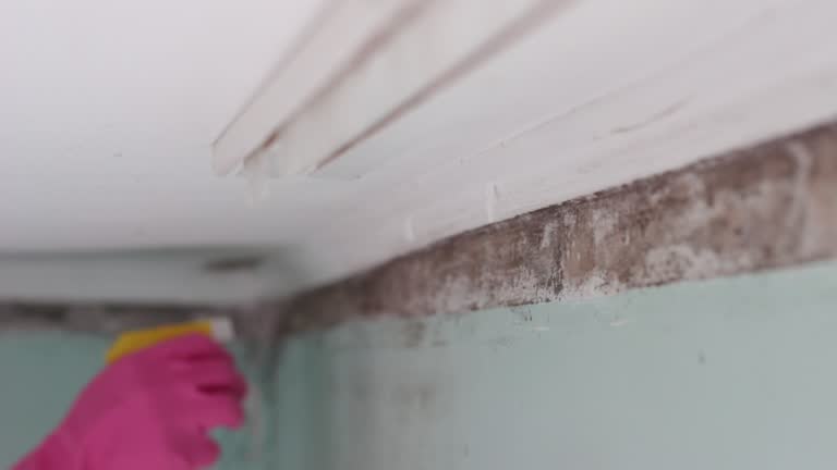 Best Commercial Mold Inspection  in North Eagle Butte, SD